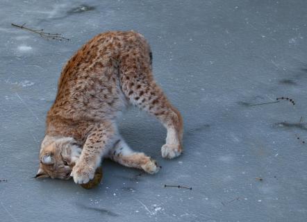 Luchs auf Eis