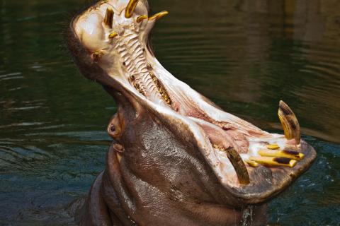 Nilpferd zeigt Zähne
