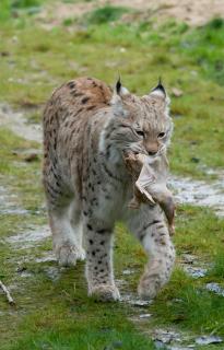 Luchs mit Huhn