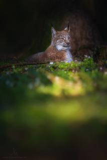 Luchs im Grünen