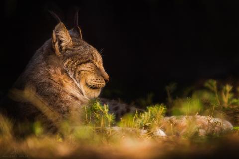 Luchs im Sonnenschein