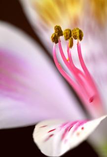 Hibiscus-Blütenstempel