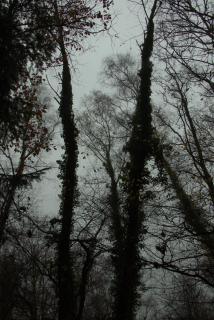 Dark