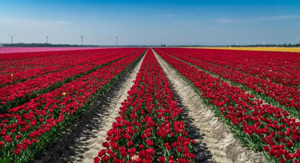 Tulpenblüte Emmeloord 