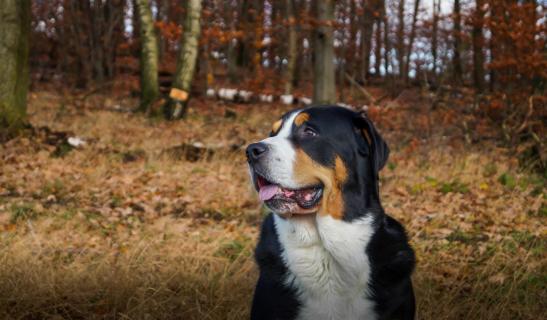 Großer Schweizer Sennenhund