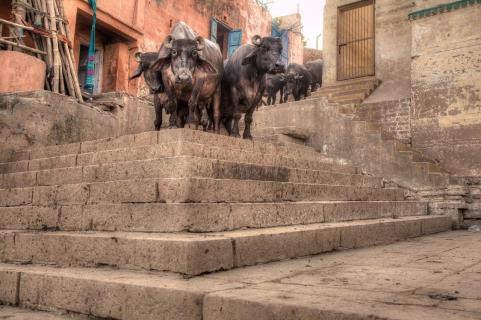Ochsen in den Straßen Varanasis