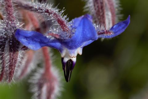 Borretsch (Borago officinalis) (3)