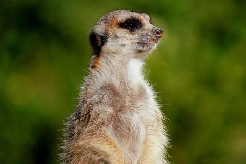 Erdmännchen (Suricata suricatta)