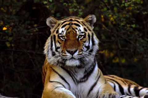 Sibirische Tiger (Panthera tigris altaica (7)