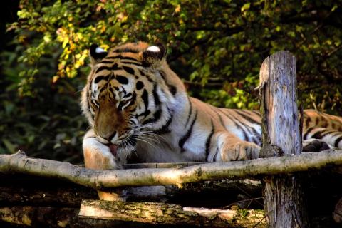 Sibirische Tiger (Panthera tigris altaica (2)