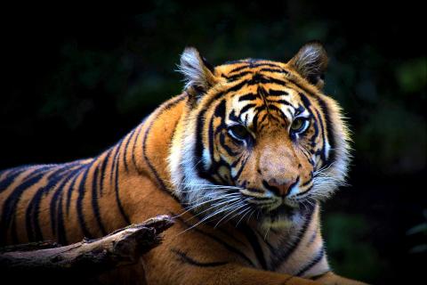 Sumatra Tiger (Panthera tigris sumatrae) (6)