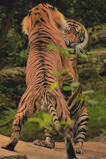 Sumatra Tiger (Panthera tigris sumatrae)