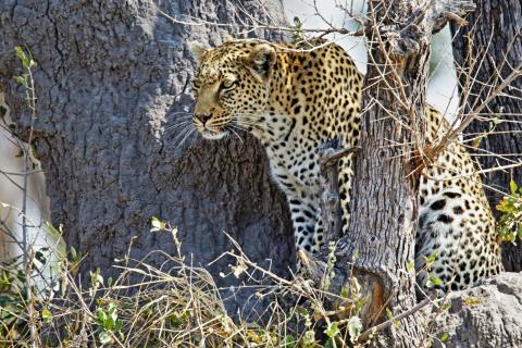 Spannung: Leopardin in Botswana (Khwai-Region) 7874