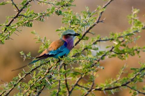 Farbenpracht: Gabelracke in Botswana (Moremi) 6862