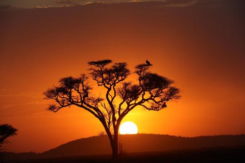 GEIER IM SONNENUNTERGANG 