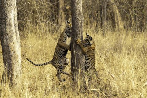 PLAYING CUBS