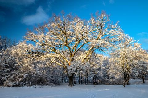 52_FOTOGRAFIEREN SIE EIN WINTERBILD_Gabi_Wurst