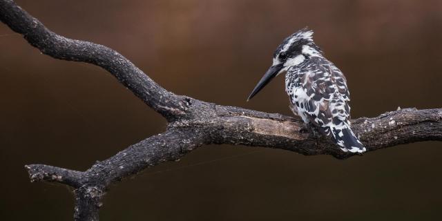 Pied Kingfisher