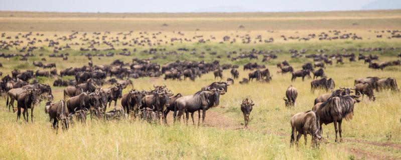 Gnus soweit das Auge reicht