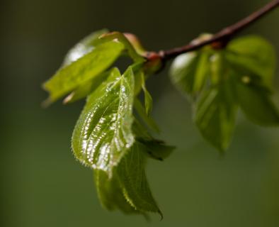 Frühlingsgrün