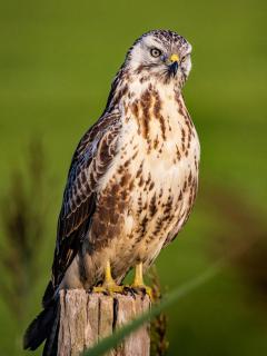 Bussard