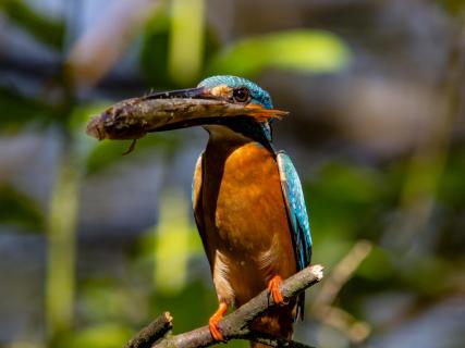 Eisvogel