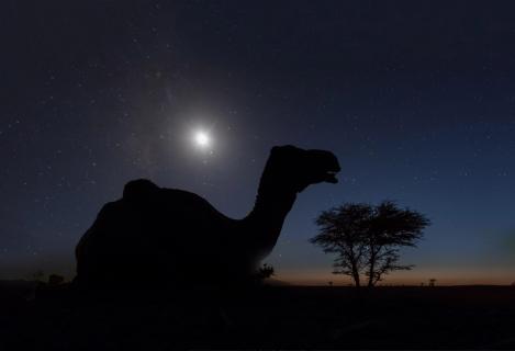 Camel in the night