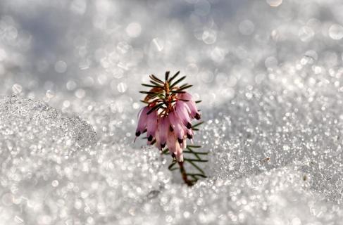 Schneeheide