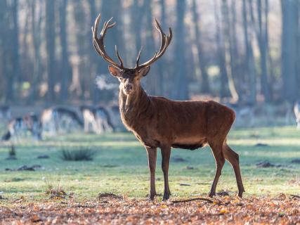 Der Platzhirsch