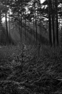 Sonnenstrahlen im Wald