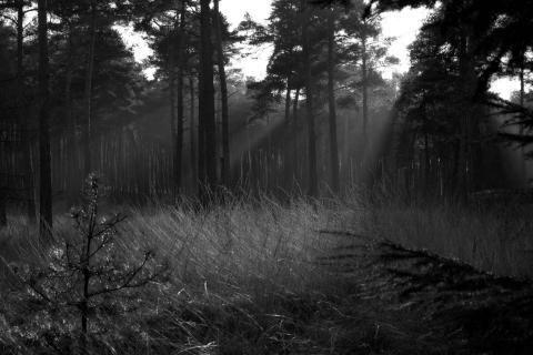 Sonnenstrahlen im Wald