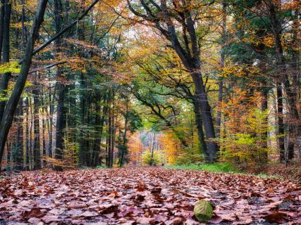 Goldener Herbst