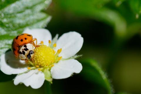 Ladybug on Strawberry flower
