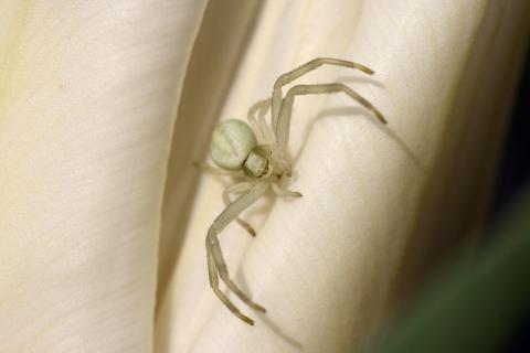 Weiße Spinne auf weißer Tulpe