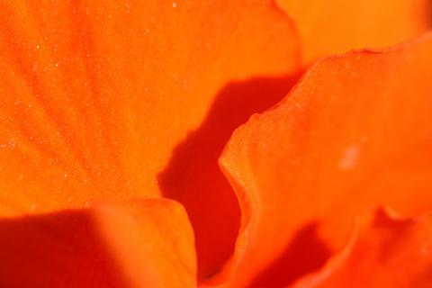 Blütenblätter orange