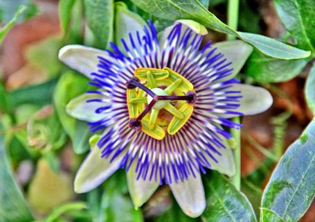 Passion Flower