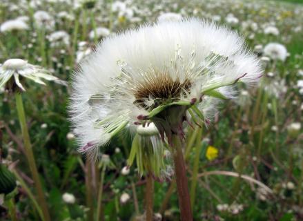 pusteblume