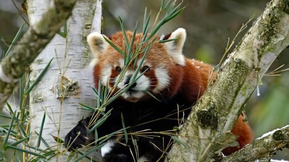 Leckerbissen für klein Pandas