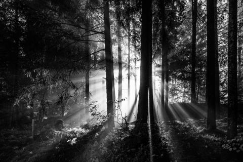 Am Morgen im Wald