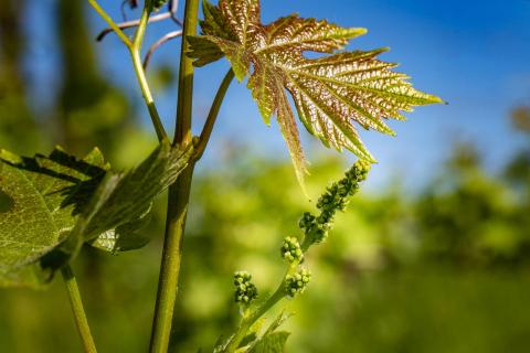 Weinblüte