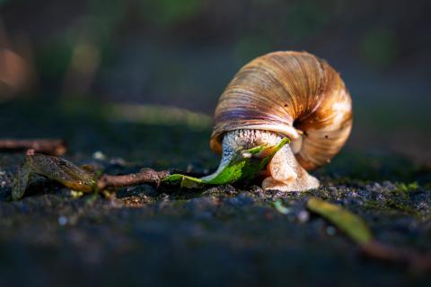 Schnecke im Streiflicht