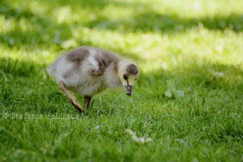 Kleine Entdecker