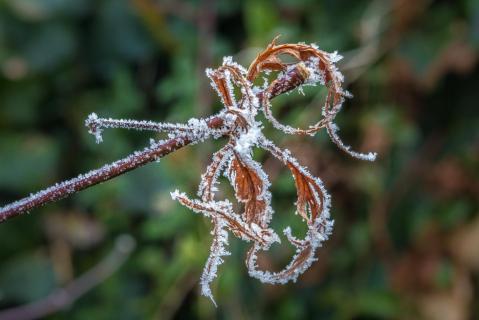 Ahornblatt mit Frost