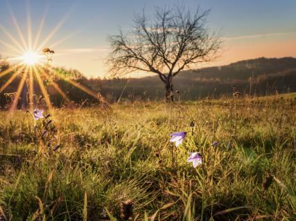Glockenblumen im Winter