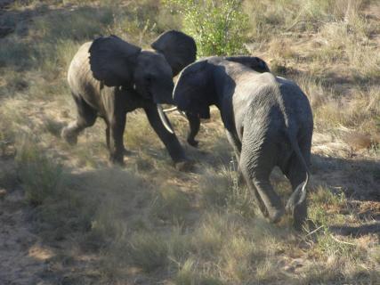 two fighting elephants