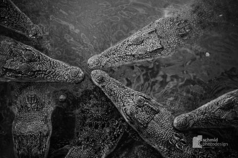 Krokodile (1 von 2)
