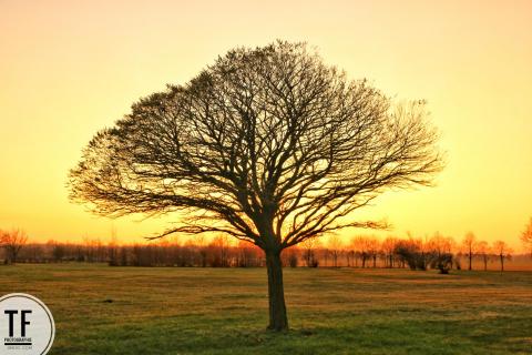 Baum 1