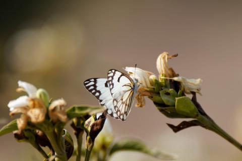 Mariposa