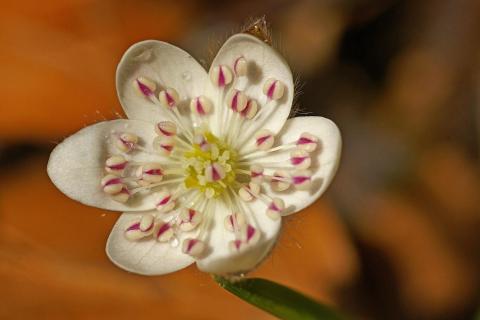 Leberblümchen