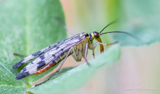 Skorpionsfliege (Panorpa germanica)